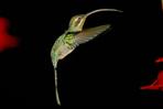 kolibri im flug