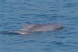 buckeldelfin