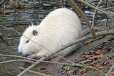 weiße nutria, kein albino