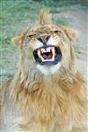 löwe zeigt zähne