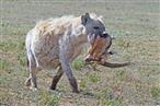 hyäne mit gazellenkopf