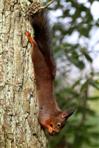 Eichhörnchen lässt sich hängen