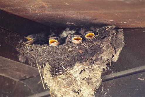 Jungschwalben im Nest