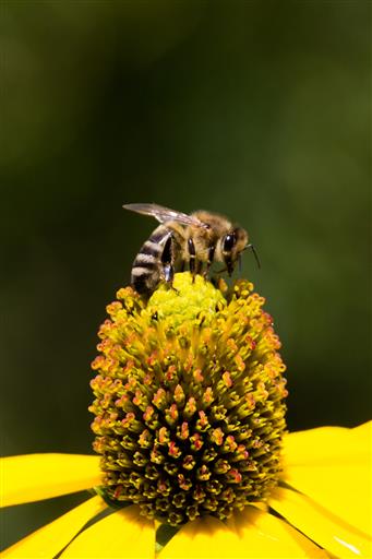 Anderer Blick auf eine Biene