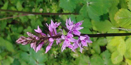 Fuchsknabenkraut-Orchidee