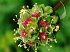 Pimpinelle - Küchenkraut - Wunderschöne Blüte