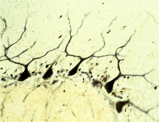 Nervenzellen