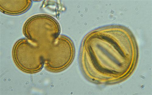 Pollenkrner, Gunnera spp.