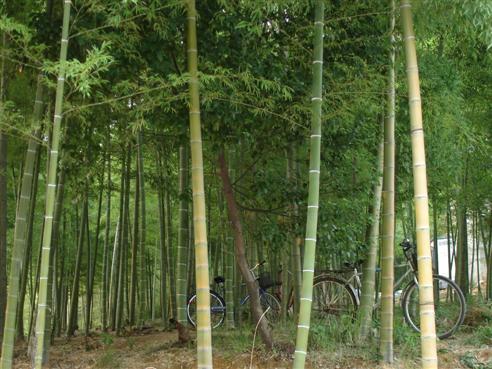 Bambus Rder, China