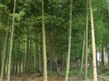 Bambus Räder, China