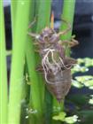Leere Hlle einer frischgeschlpften Libelle