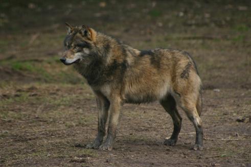 Prchtig gewachsener einjhriger europischer Wolf