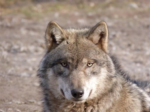 Schner Wolf