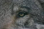 Wolfsauge