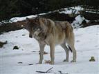 Schöner starker Wolf