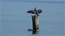 Ostseekormoran beim Gefiedertrocknen