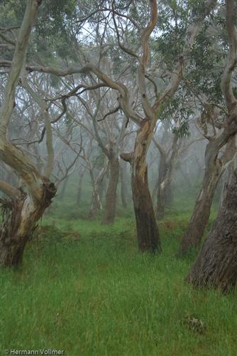 Morgennebel im Eukalyptuswald