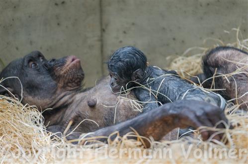 Bonobo mit Baby, 12 Minuten nach der Geburt