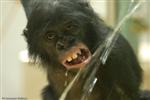 Auch Bonobos haben Durst