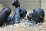 Bonobo mit Baby, 14 Minuten nach der Geburt