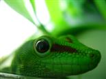 Kecker Gecko