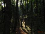 Spotlight im Wald