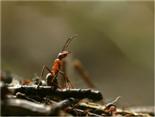 Rote Waldameise auf dem Ameisenhaufen in Abwehrhaltung