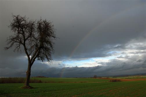 Regenbogen-Baum