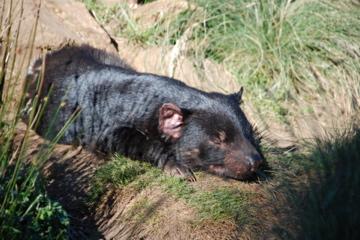 Tasmanischer Teufel, schlafend