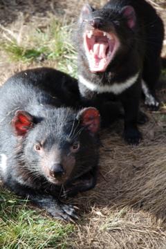 Tasmanische Teufel