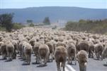 Schafe in Tasmanien