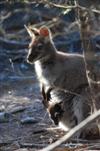 Wallaby mit Baby