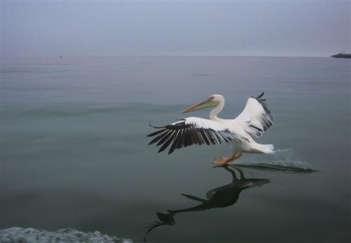 Pelikan beim Landeanflug