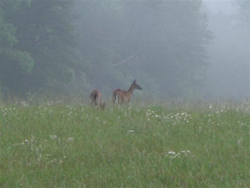 Deers im Morgennebel