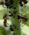 Ameisen und Luse