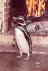 Pinguin am Kamin