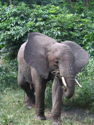 Junger Elefant mit gekreuzten Beinen