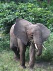 Junger Elefant mit gekreuzten Beinen