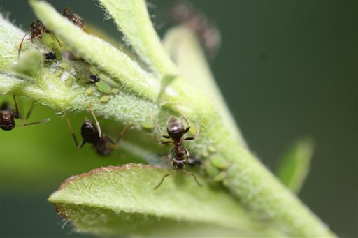 Ameisen bei der Pflege ihrer Blattlauskolonie