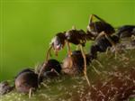 Ameise bei der Blattlauspflege