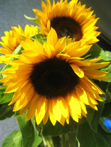 Sonnenblumen-Lachgesichter