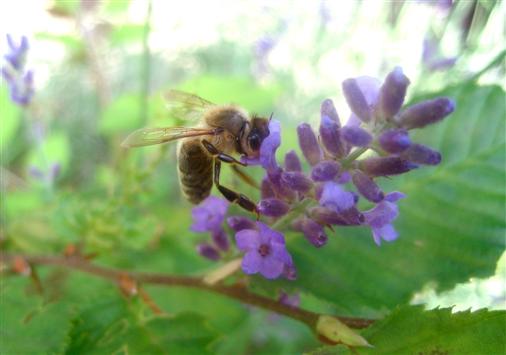 Biene auf Lavendeblte