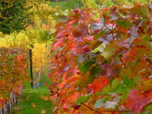 Herbstliches Weinlaub ... einem Gemlde gleich