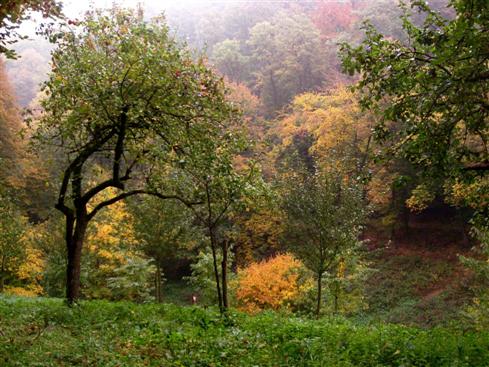 Waldstreuobstwiese im Herbstkleid