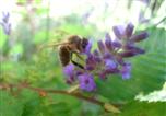 Biene auf Lavendeblte