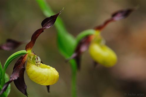 Frauenschuh - (Cypripedium calceolus), Orchidee des Jahres 2010