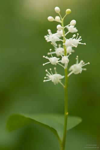 Zweiblttrige Schattenblume - Maianthemum bifolium