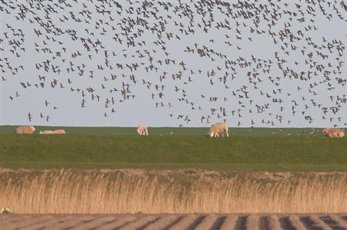 Typisch Texel - Deich, Landwirtschaft, Gnse und Schafe