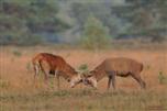 Rotwild - junge Hirsche proben spielerisch den Kampf