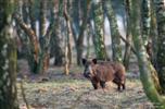 Wildschwein im Birkenwald